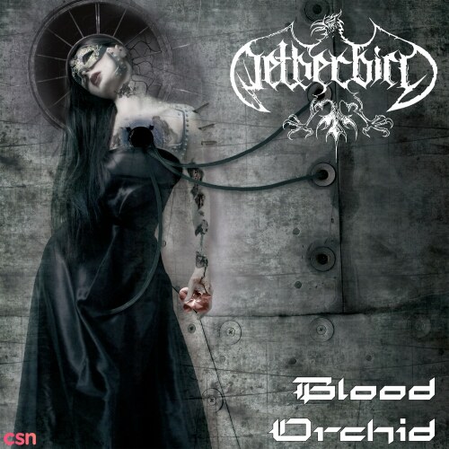 Netherbird