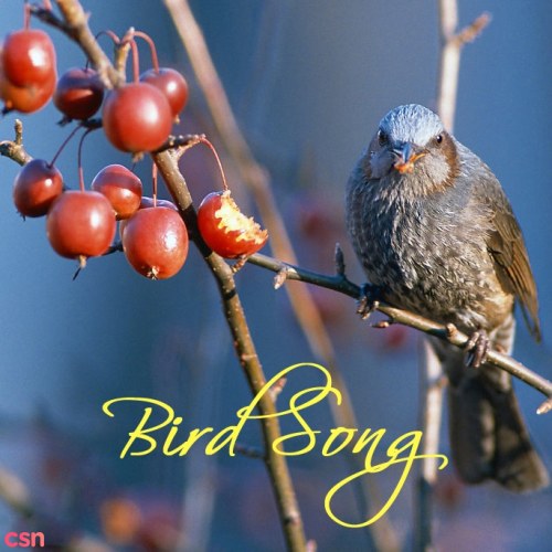 Melody Of Forest - Bird Song (CD1)